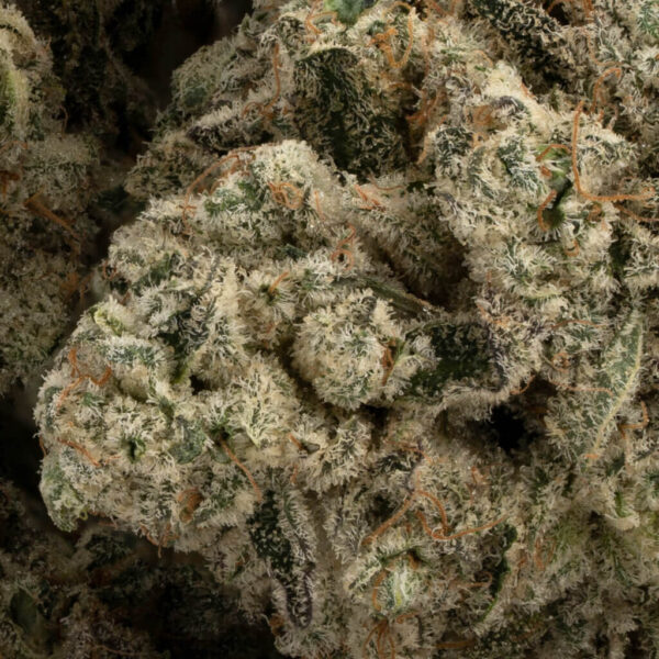 Khalifa Mints - Image 2